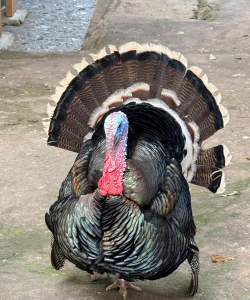 小众送妈妈的花有哪些花