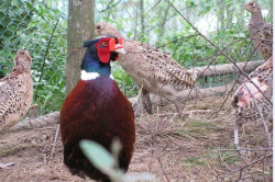 小众送妈妈的花有哪些花