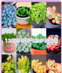 小众送妈妈的花有哪些花