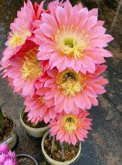 小众送妈妈的花有哪些花