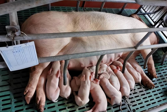 什么母猪产仔最多