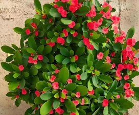 小众送妈妈的花有哪些花