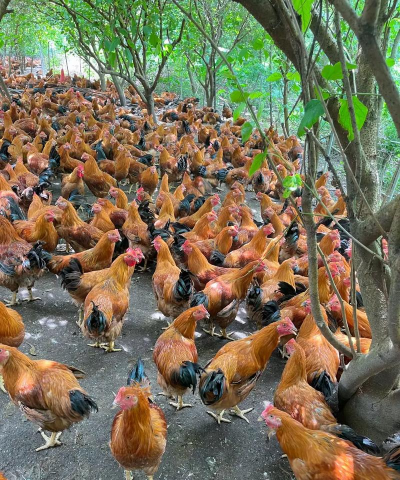 小众送妈妈的花有哪些花