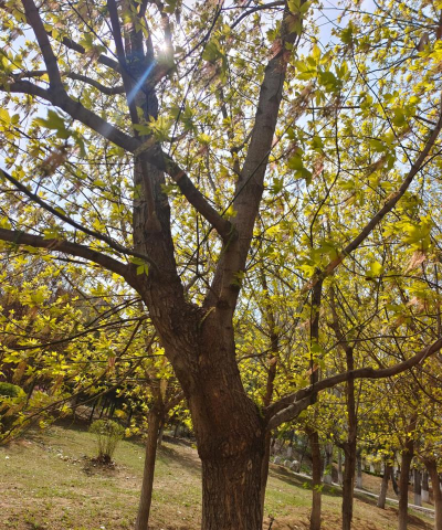 小众送妈妈的花有哪些花