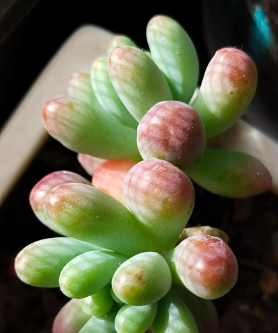 小众送妈妈的花有哪些花