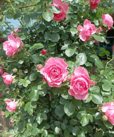 小众送妈妈的花有哪些花