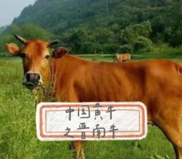 山西适合养什么牛