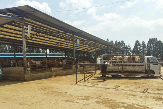 小众送妈妈的花有哪些花