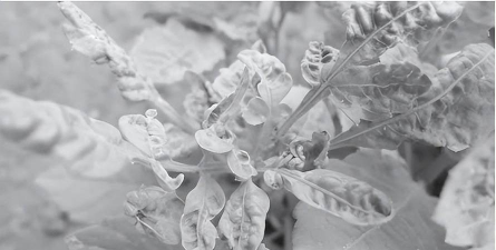 小众送妈妈的花有哪些花