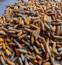 小众送妈妈的花有哪些花