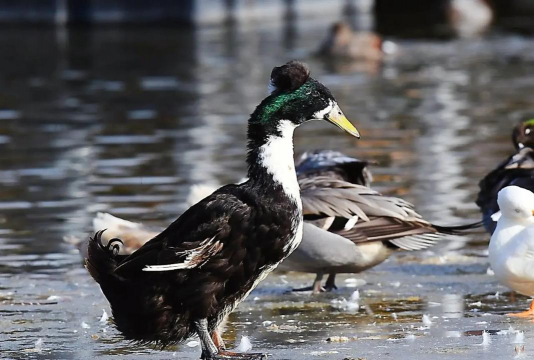 小众送妈妈的花有哪些花