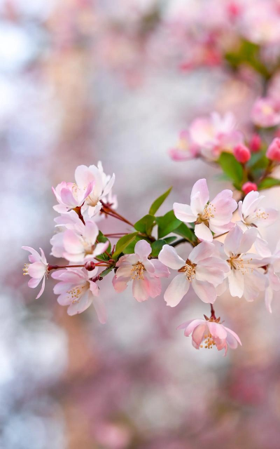 小众送妈妈的花有哪些花