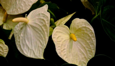 小众送妈妈的花有哪些花