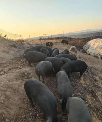 小众送妈妈的花有哪些花