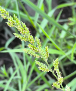 小众送妈妈的花有哪些花