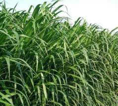 小众送妈妈的花有哪些花