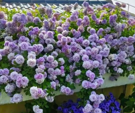 小众送妈妈的花有哪些花