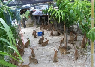 小众送妈妈的花有哪些花