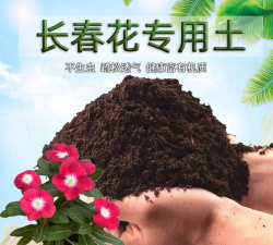 小众送妈妈的花有哪些花