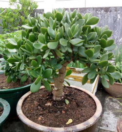 小众送妈妈的花有哪些花