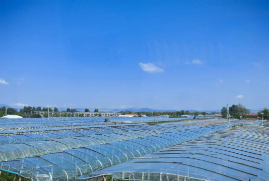 小众送妈妈的花有哪些花