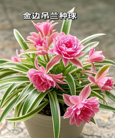 小众送妈妈的花有哪些花