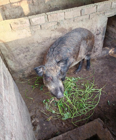 小众送妈妈的花有哪些花