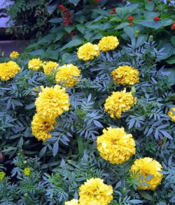 小众送妈妈的花有哪些花