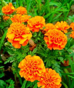 小众送妈妈的花有哪些花