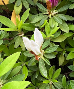 小众送妈妈的花有哪些花