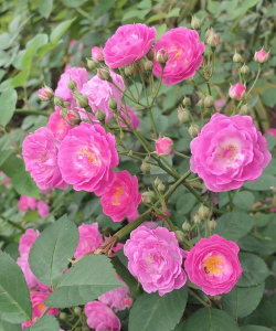 小众送妈妈的花有哪些花