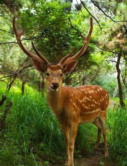 小众送妈妈的花有哪些花