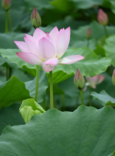 小众送妈妈的花有哪些花