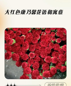 小众送妈妈的花有哪些花