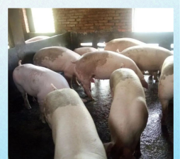 内三元猪是什么