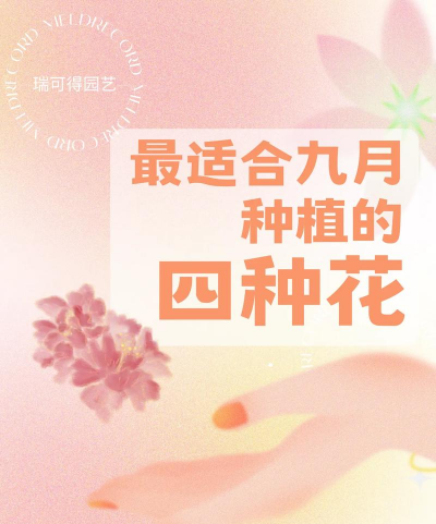 小众送妈妈的花有哪些花