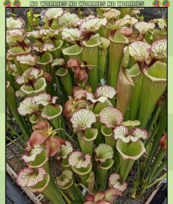 小众送妈妈的花有哪些花