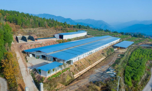 小众送妈妈的花有哪些花