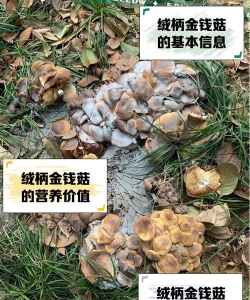 养殖什么蘑菇赚钱