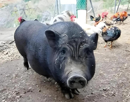 小众送妈妈的花有哪些花