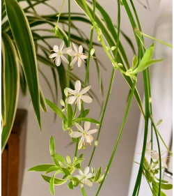 小众送妈妈的花有哪些花