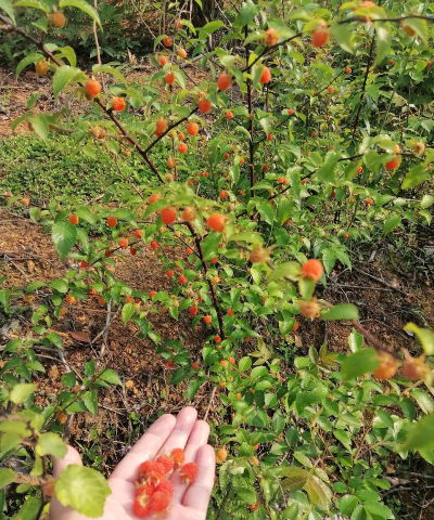 树莓长什么么样子