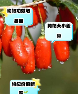 大枸杞好还是小枸杞好