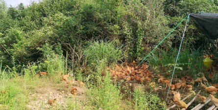 小众送妈妈的花有哪些花