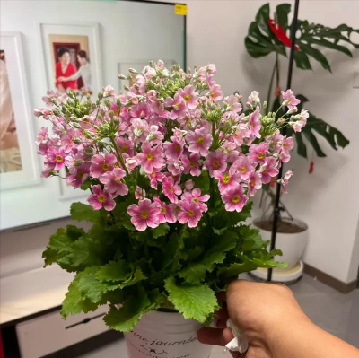 小众送妈妈的花有哪些花