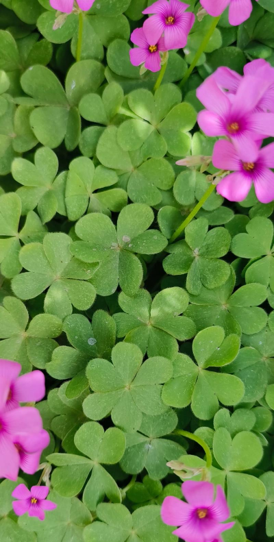 小众送妈妈的花有哪些花