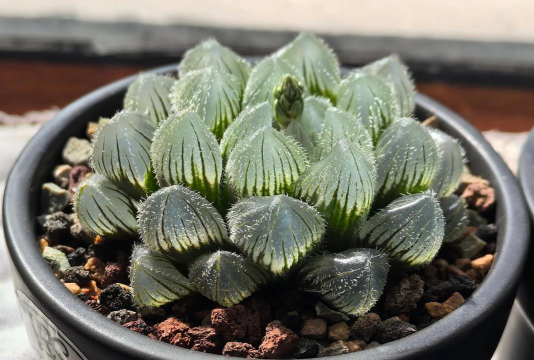 小众送妈妈的花有哪些花