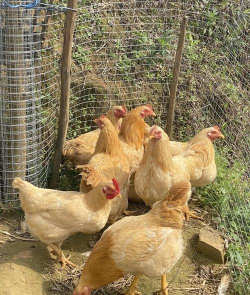 小众送妈妈的花有哪些花