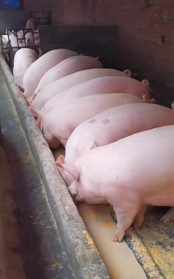 小众送妈妈的花有哪些花