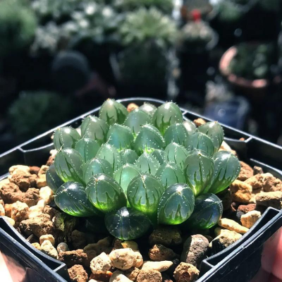 小众送妈妈的花有哪些花